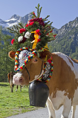 Almabtrieb 2011