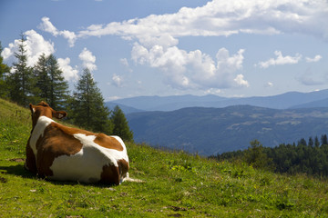 Fototapeta na wymiar Panorama in vacca