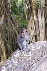 Macaca