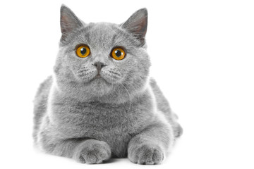 British blue kitten on isolated white
