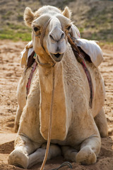 camel watching you, dubai