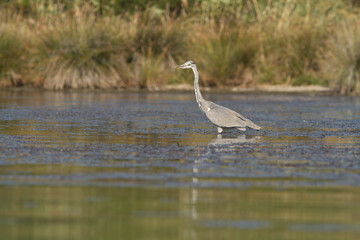 heron cendré