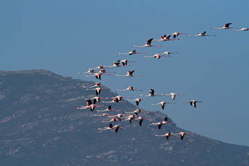 vol de flamands