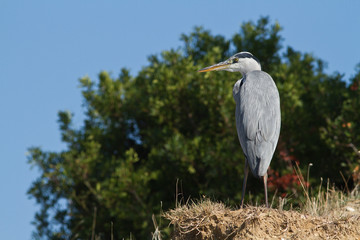 heron cendré