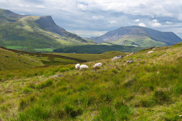 Sheeps in the countryside, Wales, UK
