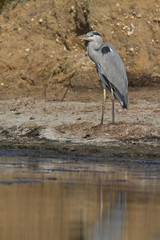 heron cendré