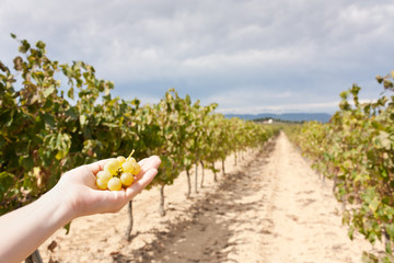 Hand with grapes