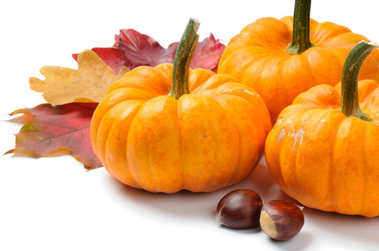 Autumn still-life with pumpkins