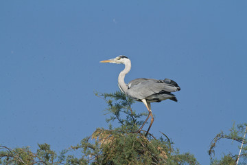 heron cendré