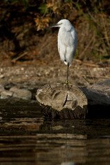 aigrette garzette