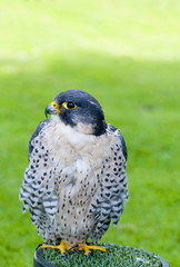 Peregrine falcon