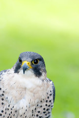 Peregrine falcon