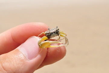 crab