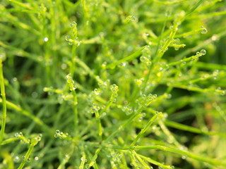 輝く朝露と植物
