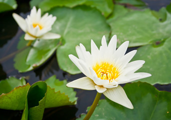 white lotus blooming at pond