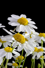 White Daisy