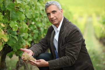 Naklejka na ściany i meble Vineyard owner inspecting a bunch of grapes