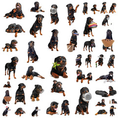 rottweiler toutes positions