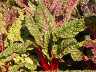 poirée à carde rouge