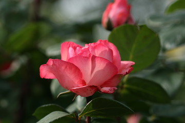 red rose flower