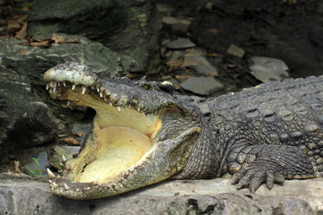 Obraz premium Crocodile, mouth