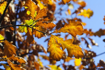 Yellow leaves