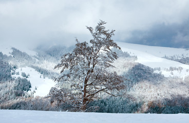First winter snow on big beech tree in mountains