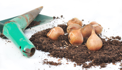 bulbes de tulipe sur de la terre avec plantoir