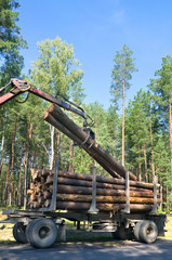 Loading felled trees in the timber crane.