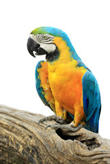 Colorful parrot isolated in white background