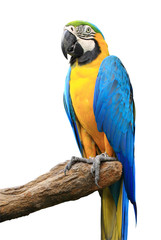 Colorful blue parrot macaw isolated