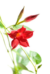 flowering Mandevilla (Dipladenia), isolated