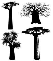 trees of Africa - vector - obrazy, fototapety, plakaty