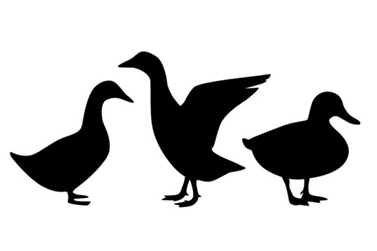 Ente