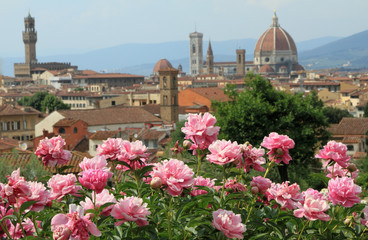 flowering pink peony with panoramic view of  Florence - 35917203