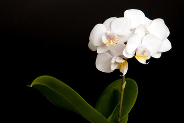 Fototapeta na wymiar Orchidea czarny tło