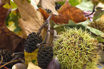 Autumn Fruits
