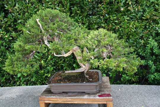 Bonsai Juniperus Sabina-Sabina Rastrera