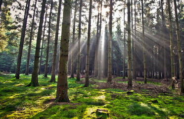 Obraz premium Waldlichtung, HDR