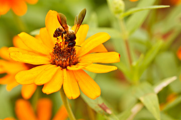 Bee and zinnia flowers