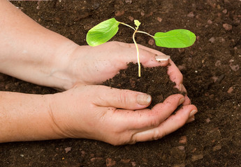 Panting castor oil sapling