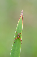 spider