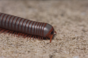 Spirostreptus seychellarum