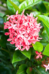 pink ixora flowers