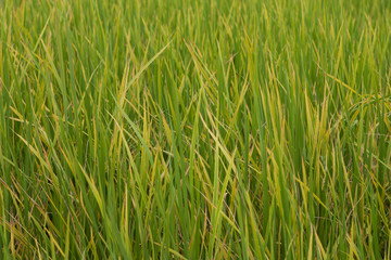 Tropical grass