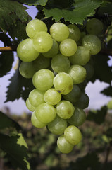 Grapes