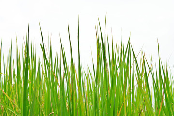 Fototapeta na wymiar Tropical grass