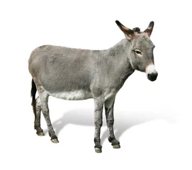 Foto auf Acrylglas Esel Esel