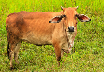 Asian bloodline cow in tropical field