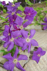 beautiful purple bell flowers